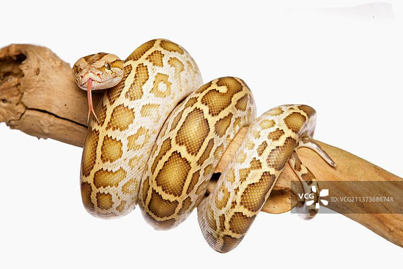 缅甸蟒蛇，缠绕在树枝上图片素材