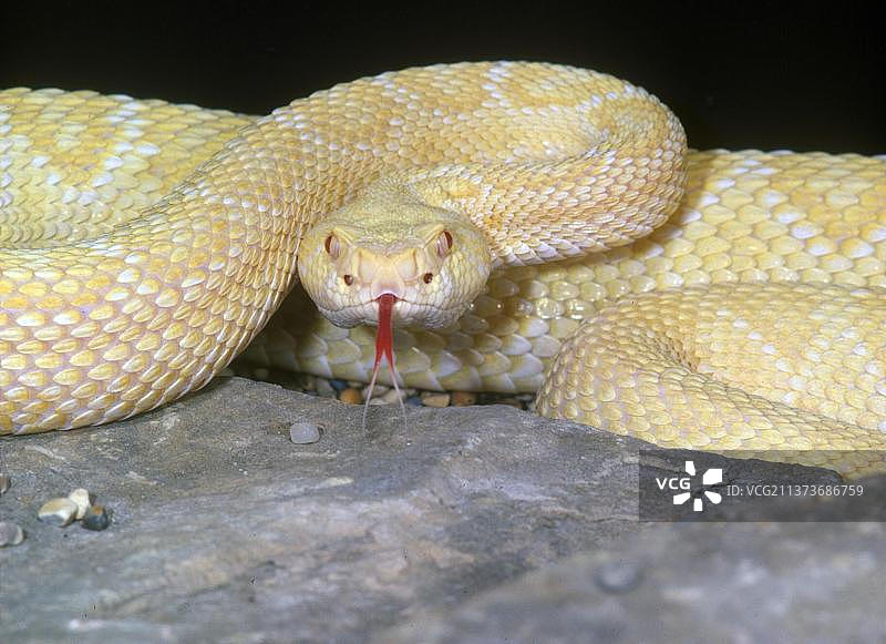 德克萨斯响尾蛇：西部菱斑响尾蛇（白化成年个体）图片素材