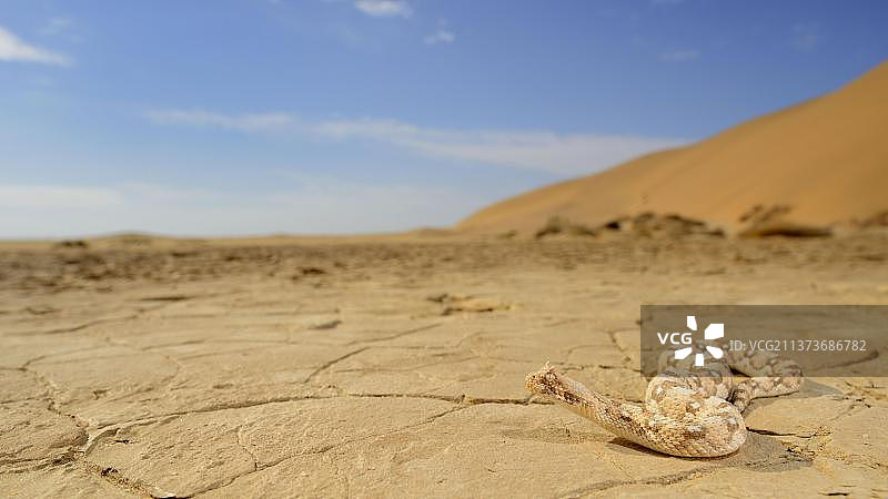 带角侏儒膨胀蝰蛇，带角侏儒膨胀蝰蛇，带角侏儒膨胀蝰蛇，膨胀蝰蛇，其他动物图片素材