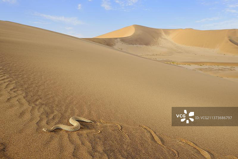 佩林格氏蝰蛇在非洲纳米比亚纳米布沙漠的沙丘上图片素材