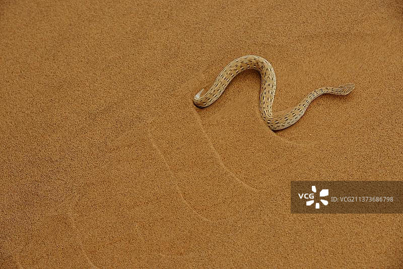 纳米比亚沙漠中，正在沙丘上蜿蜒爬行的成年佩氏蝰蛇图片素材