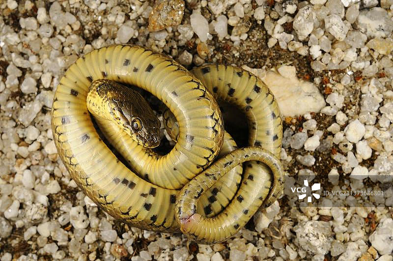 蛇形蛇成年个体“装死”防御行为，西班牙，欧洲图片素材
