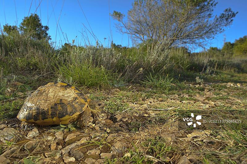 希腊陆龟图片素材