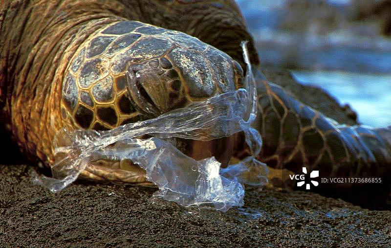 绿海龟图片素材