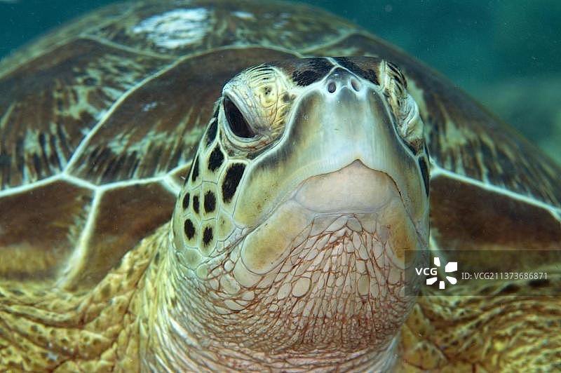 绿海龟图片素材