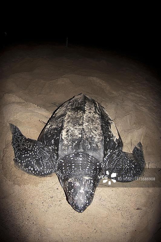 棱皮龟图片素材