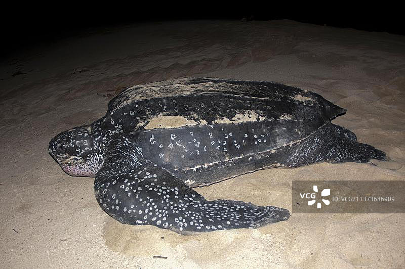 棱皮龟图片素材