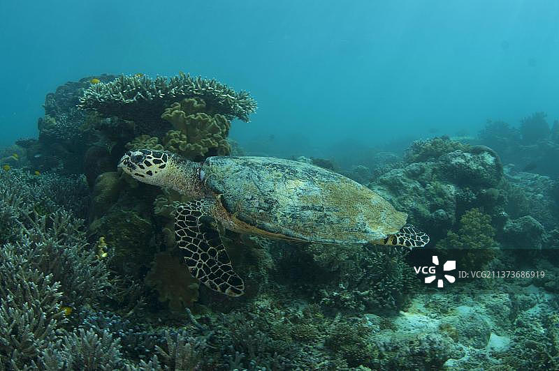 红海龟图片素材