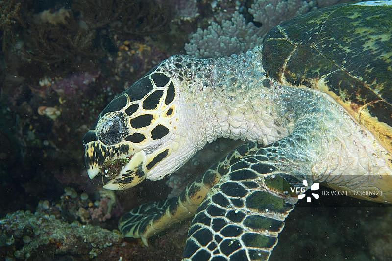 红海龟,红海龟(Caretta caretta),其他动物,海龟,爬行动物,海龟,动物,红海龟成年,以珊瑚为食图片素材