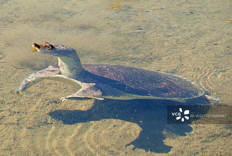 软壳希腊陆龟图片素材