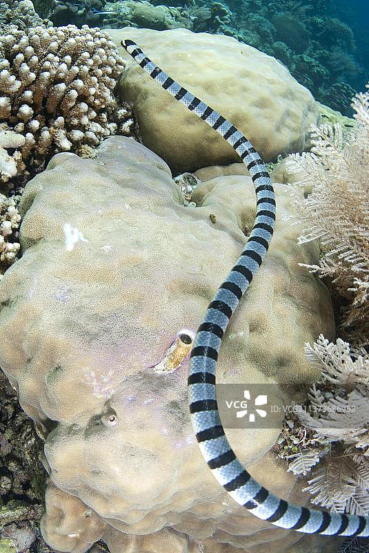 扁尾海蛇，黄唇海蛇，海蛇，其他动物，毒蛇图片素材