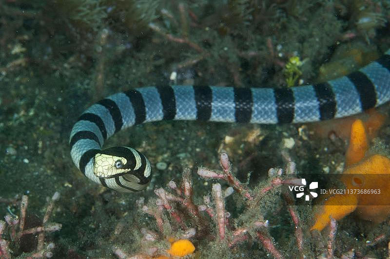 扁尾海蛇，黄唇海蛇，海蛇，其他动物，毒蛇图片素材