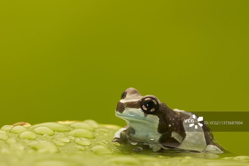 金色眼树蛙，杂色蟾蜍树蛙图片素材