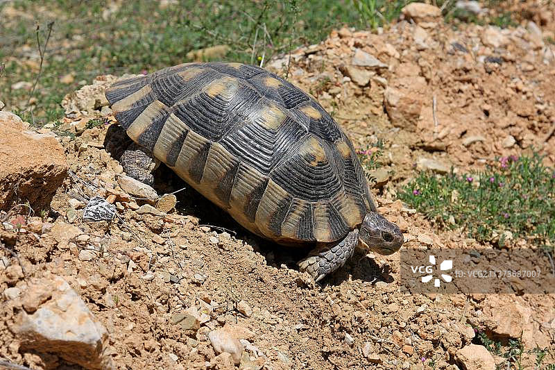 缘纹陆龟，行走在希腊南部的干燥山坡上图片素材