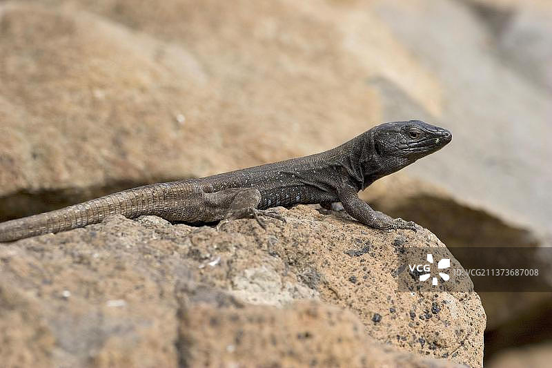 加那利群岛蜥蜴图片素材