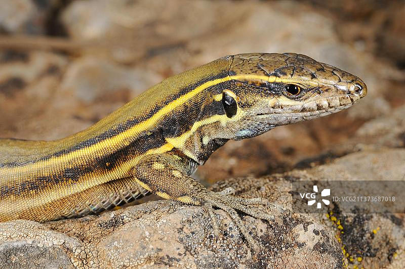 加那利群岛小蜥蜴特写图片素材