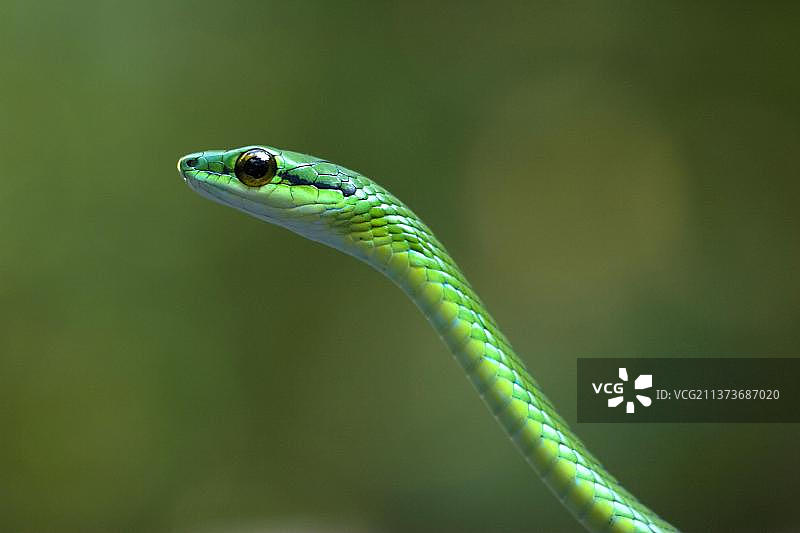 短鼻藤蛇（Oxybelis brevirostris）成年个体头部特写，拉塞尔瓦，哥斯达黎加，中美洲图片素材