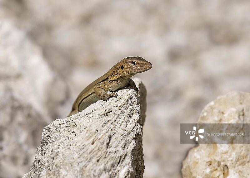 蜥蜴：博内尔岛鞭尾蜥蜴（成年雌性）在岩石上图片素材