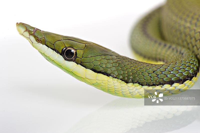 阿根廷长鼻蛇头部特写图片素材