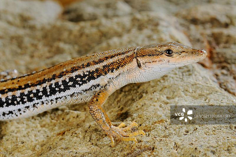 索科特拉壁虎（Mesalina kuri），成体头部和前腿特写，亚丁湾索科特拉群岛，也门，亚洲图片素材