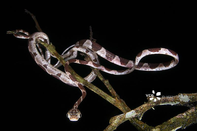 钝头树蛇夜间在树枝间捕食图片素材