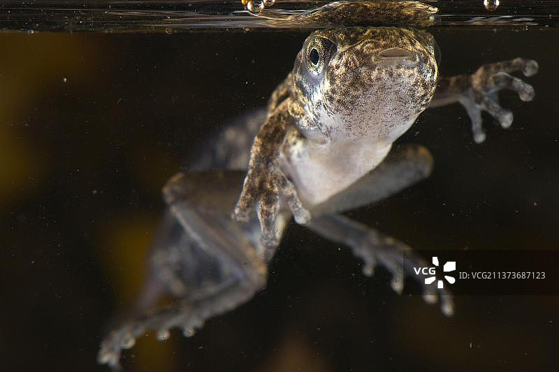 亚马逊雨蛙破水而出，秘鲁马德雷德迪奥斯洛斯阿米戈斯生物站图片素材