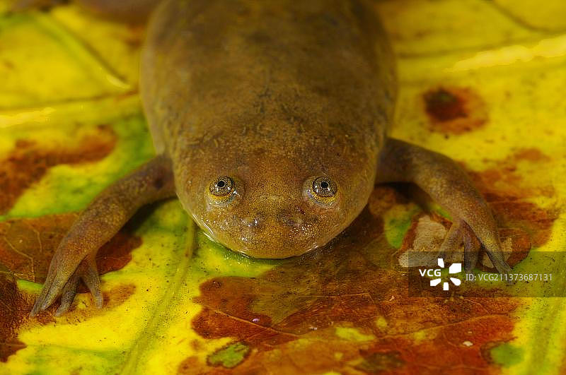维特爪蟾（非洲爪蟾）图片素材