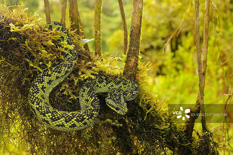 黑绿丛林蝰蛇，卡胡兹-别加国家公园图片素材