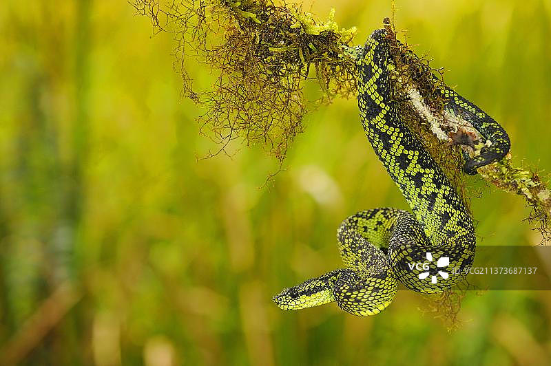 黑绿丛林蝰蛇，卡胡兹-别加国家公园图片素材
