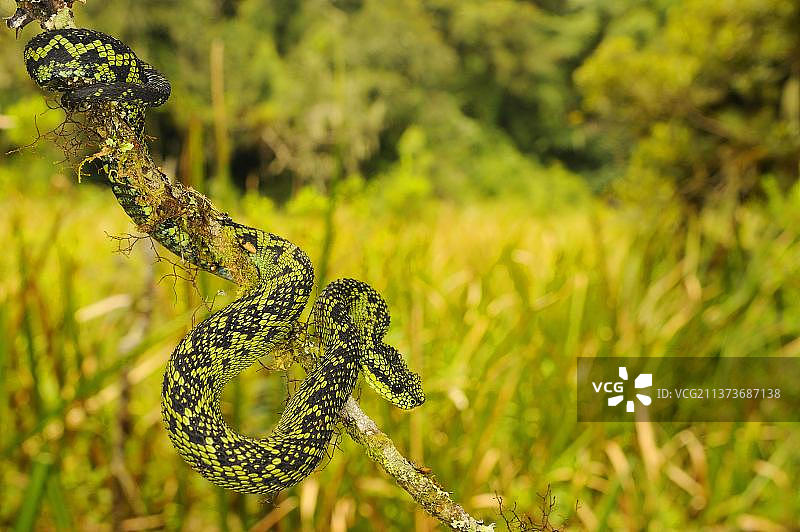 黑绿丛林蝰蛇，卡胡兹-别加国家公园图片素材