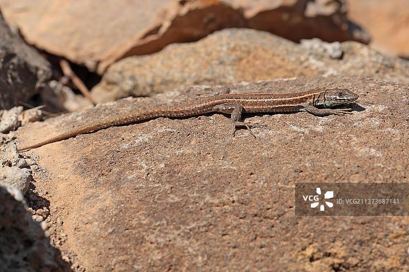 加纳利蜥蜴图片素材