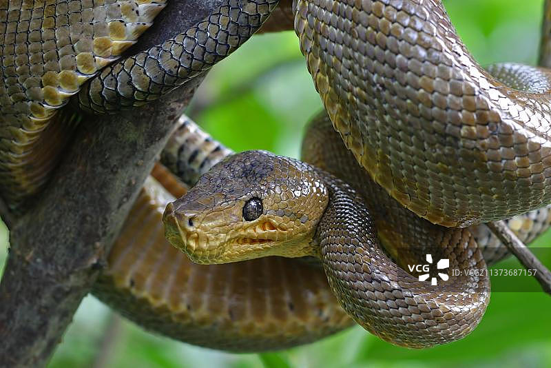 蟒蛇、其他动物、爬行动物、蛇、动物、Ruschenberg树蟒(Corallus ruschenbergerii)成年个体头部特写,盘绕在特立尼达和多巴哥图片素材