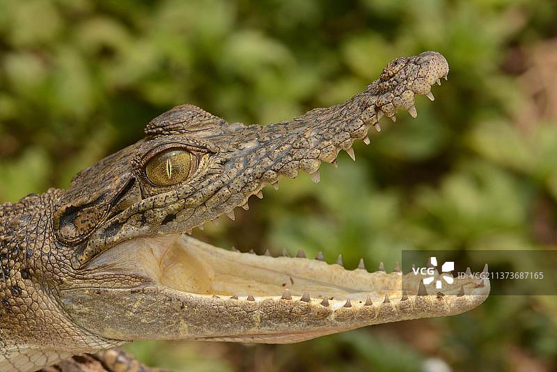 咸水鳄鱼幼崽头部特写，产于印度尼西亚巴厘岛图片素材