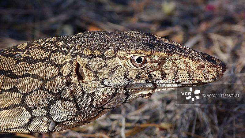 巨蜥（Varanus giganteus）头部特写，颈部皮肤上有蜱虫，位于澳大利亚北领地西麦克唐奈山脉奥米斯顿峡谷图片素材