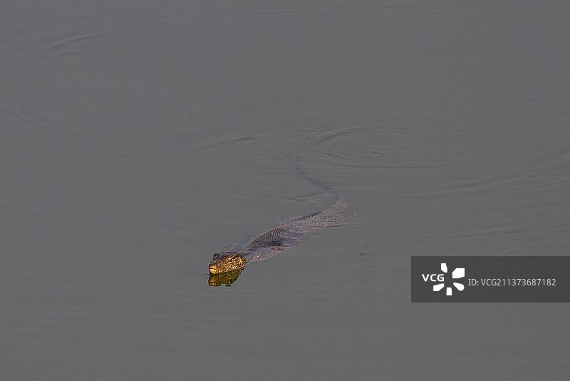 孟加拉巨蜥，孙德尔本斯，恒河三角洲，西孟加拉邦，印度图片素材