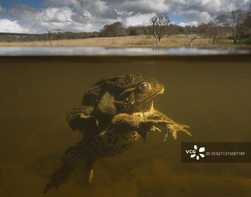 水下交配的普通蟾蜍（Bufo bufo）成年配对，英国德比郡图片素材