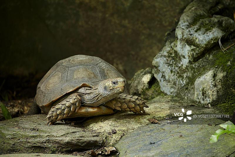 新加坡动物园里的棕色陆龟图片素材