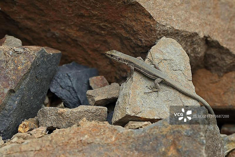 比利牛斯岩蜥图片素材