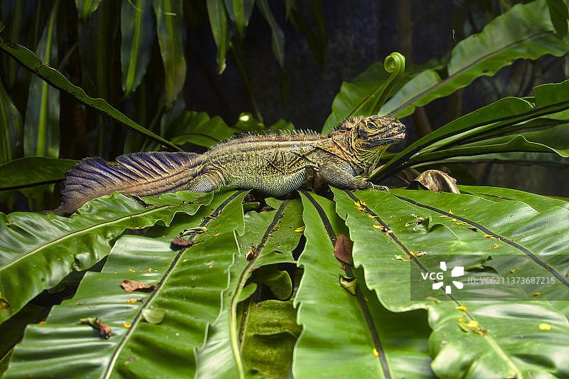 安汶帆蜥（Hydrosaurus amboinensis），新加坡动物园图片素材