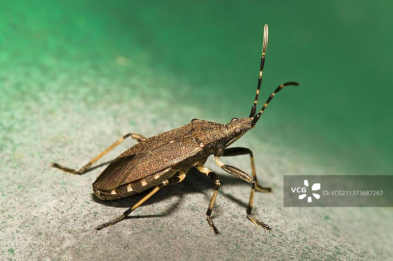 道恩岸自然保护区用于爬行动物观测的瓦楞铁皮上晒太阳的大戟弓背虫图片素材