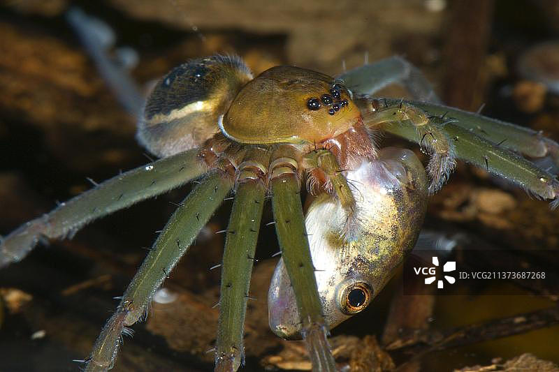 其他动物，蜘蛛，蛛形纲动物，动物，掠食性蜘蛛，钓鱼蜘蛛（Dolomedes spec.）成年，以蝌蚪为食，地点：秘鲁亚马逊马德雷德迪奥斯洛斯阿米戈斯生物站，南美洲图片素材