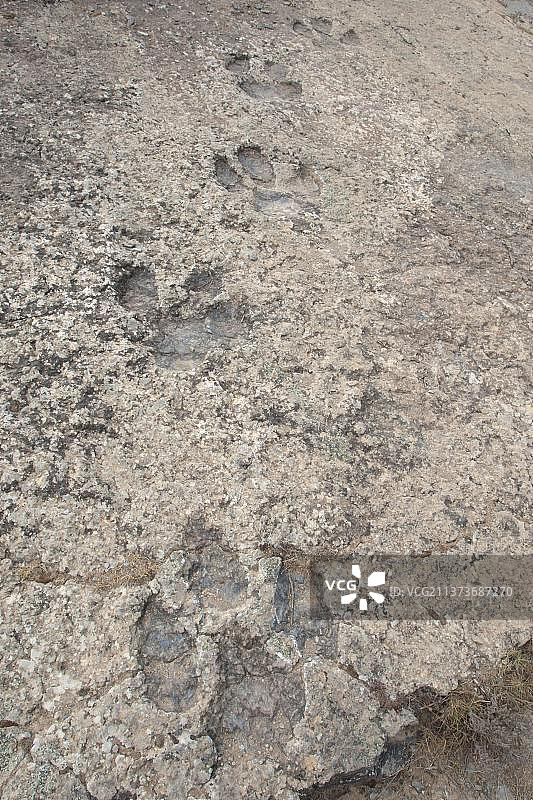 西班牙恩西索的恐龙化石足迹图片素材