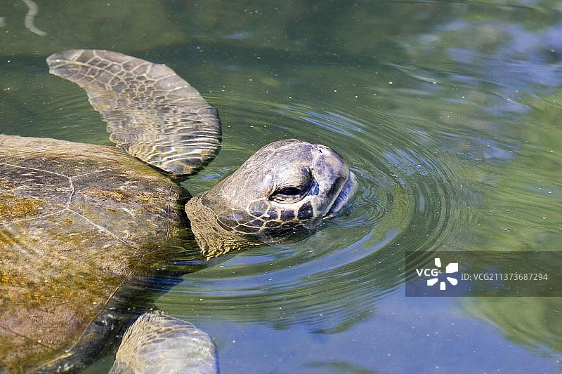 绿海龟图片素材