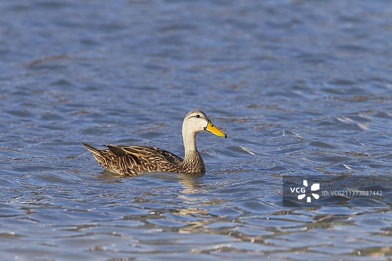 斑驳鸭（Anas fulvigula）成年个体，游泳，黄苞狸藻，美国图片素材