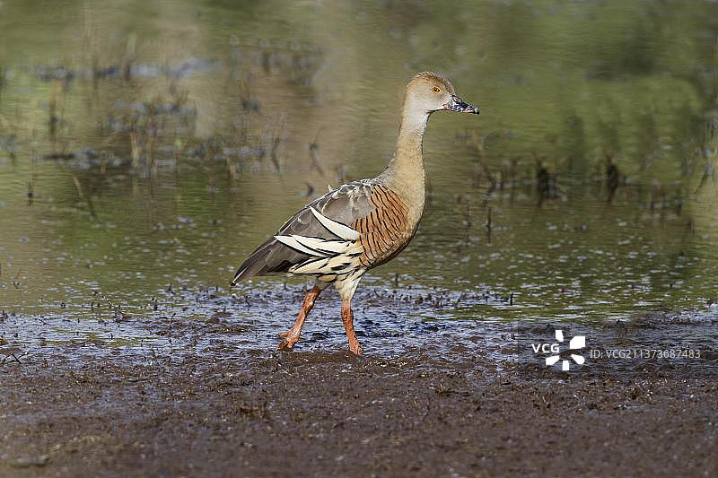 澳洲树鸭图片素材