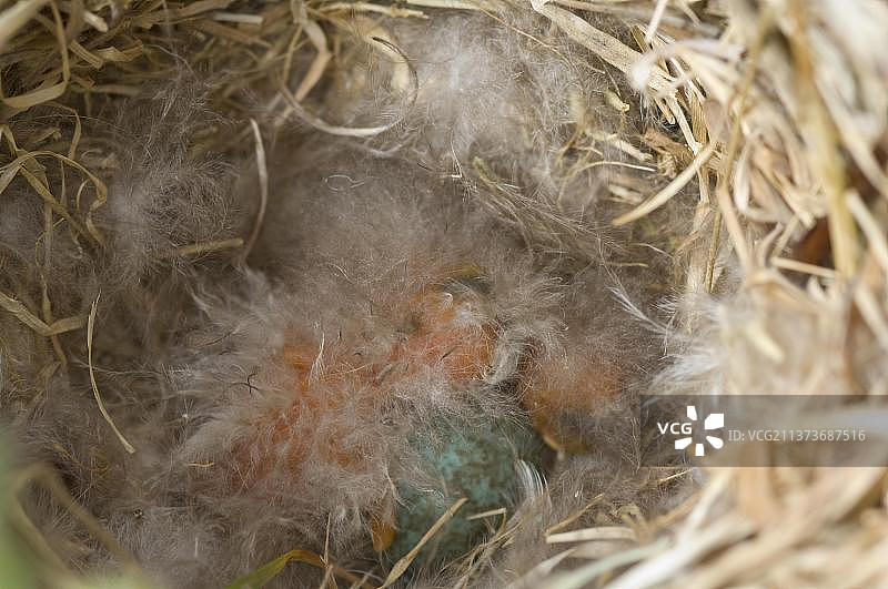 黑喉地雀幼鸟和蛋图片素材