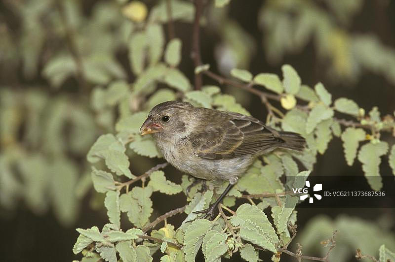 加拉帕戈斯群岛小树雀图片素材