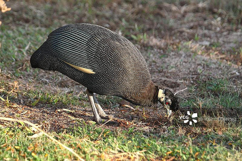 爱德华珍珠鸡图片素材