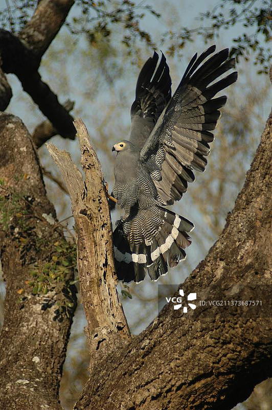 非洲 harrier 鹰 (Polyboroides typus)，蛇雀鹰，猛禽，动物，harrier 鹰成年，展开翅膀，附着在南非夸祖鲁-纳塔尔省 Hluhluwe-Umfolozi 国家公园图片素材