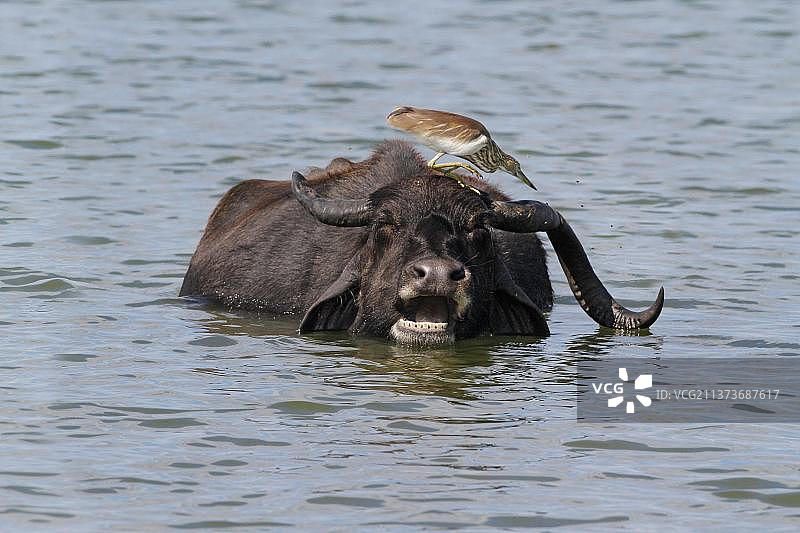 斯里兰卡雅拉国家公园的印度池鹭图片素材